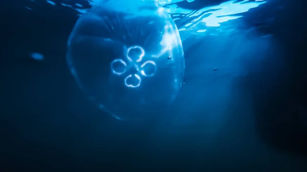 Background Jellyfish Sea Ocean — Stock Photo, Image