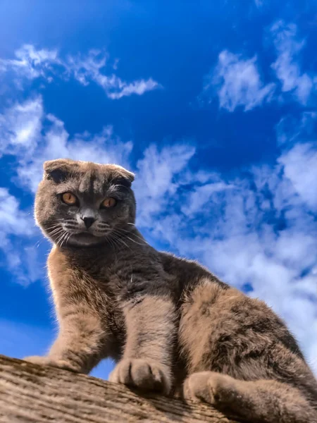 Scozzese Piega Cielo Gatto — Foto Stock