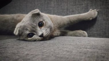 Koltukta poz veren gri İskoç kedisi portresi