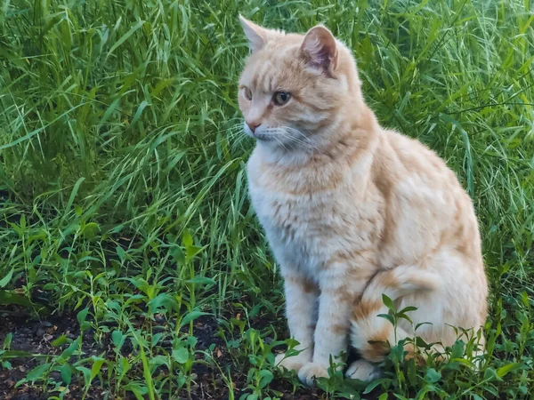 Gengibre Gato Pares Grama Busca Presa — Fotografia de Stock