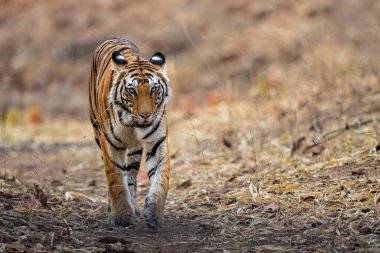 Tiger, Bengal Tiger (Panthera tigris Tigris), Hindistan 'daki Bandhavgarh Milli Parkı' nda yürüyor.