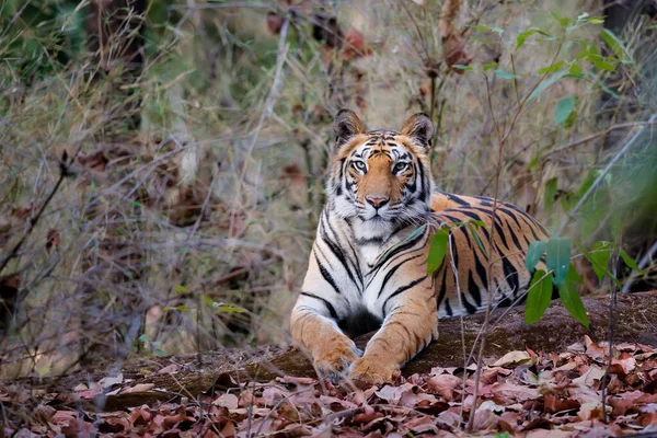 Tigre Tigre Bengala Panthera Tigris Tigris Descansando Parque Nacional Bandhavgarh — Fotografia de Stock
