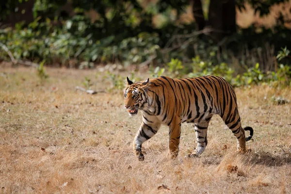 Tiger Bengalischer Tiger Panthera Tigris Tigris Beim Wandern Bandhavgarh Nationalpark — Stockfoto