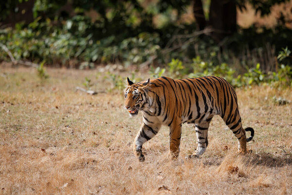 Tiger, Bengal Tiger (Panthera tigris Tigris), walking in Bandhavgarh National Park in India