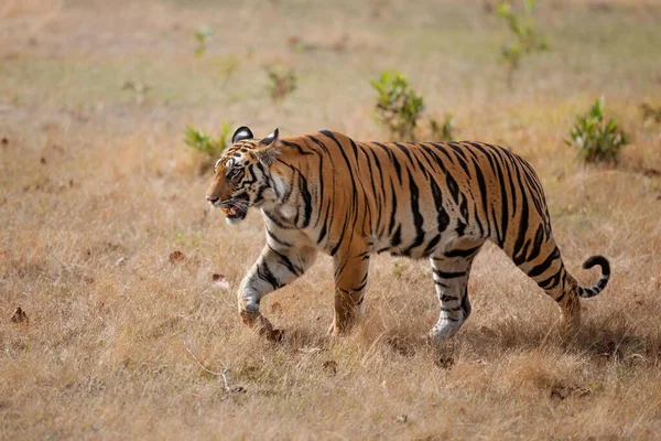 Tigre Tigre Bengala Panthera Tigris Tigris Caminando Parque Nacional Bandhavgarh — Foto de Stock