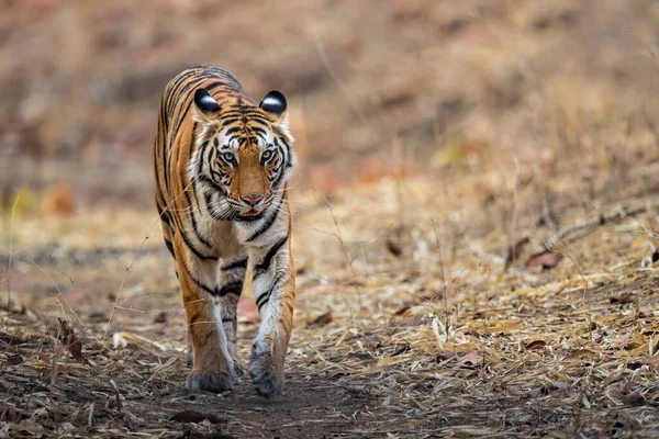 Тигр Бенгальський Тигр Panthera Tigris Tigris Гуляє Бандгавгарському Національному Парку — стокове фото
