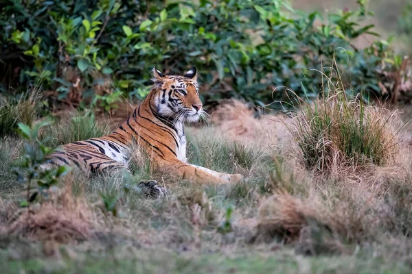 Tijger Bengaalse Tijger Panthera Tigris Tigris Rustend Bandhavgarh National Park — Stockfoto