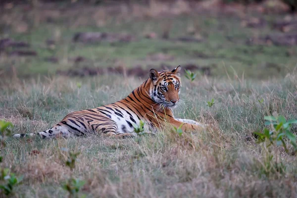 Tiger Bengal Tiger Panthera Tigris Tigris Resting Bandhavgarh National Park — Stock Photo, Image