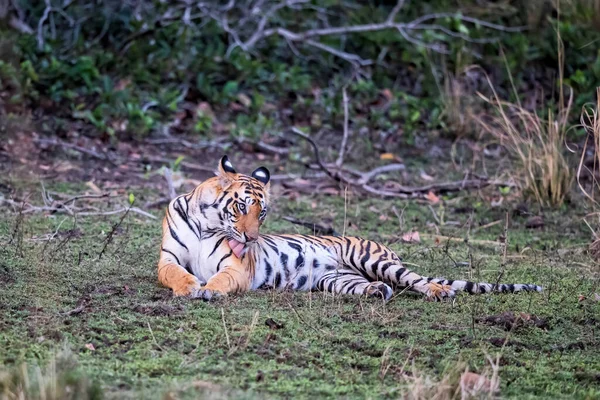 Tigre Tigre Bengala Panthera Tigris Tigris Descansando Parque Nacional Bandhavgarh — Fotografia de Stock
