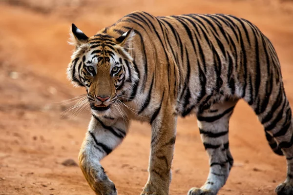 Tigre Tigre Bengala Panthera Tigris Tigris Caminando Parque Nacional Bandhavgarh — Foto de Stock