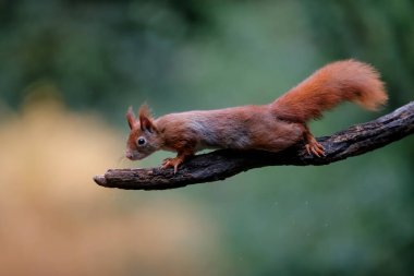 Avrasya kızıl sincabı (Sciurus vulgaris) sonbaharda Hollanda 'nın Drunen ormanında yiyecek arar..