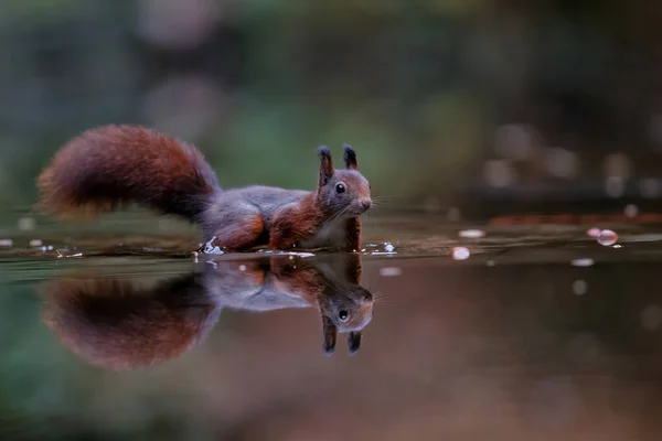 Eurasisches Rotes Eichhörnchen Sciurus Vulgaris Auf Nahrungssuche Herbst Einem Teich — Stockfoto