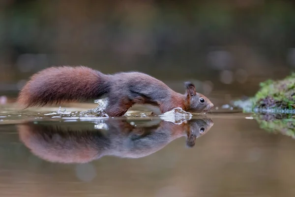 Eurasisches Rotes Eichhörnchen Sciurus Vulgaris Auf Nahrungssuche Herbst Einem Teich — Stockfoto