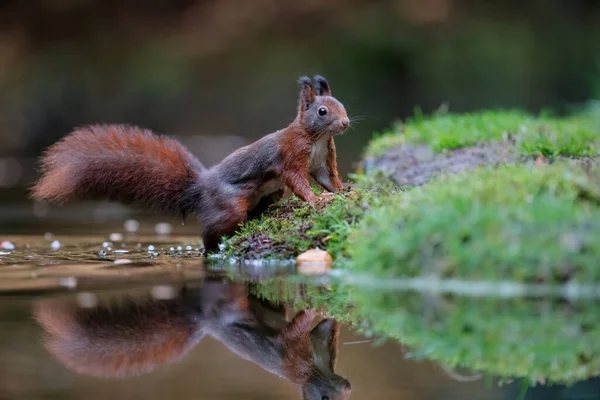 Eurasisches Rotes Eichhörnchen Sciurus Vulgaris Auf Nahrungssuche Herbst Einem Teich — Stockfoto