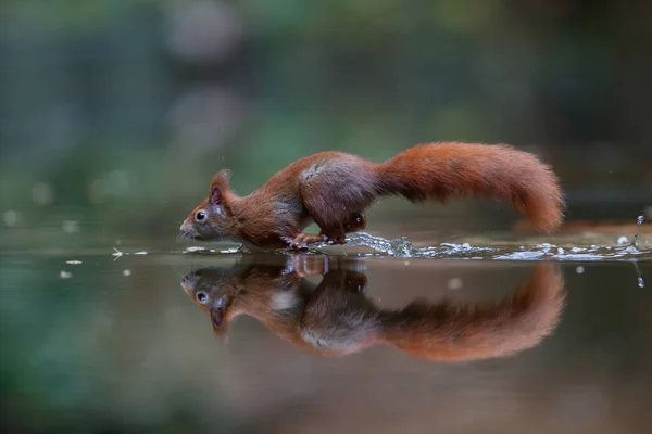 Eurasisches Rotes Eichhörnchen Sciurus Vulgaris Auf Nahrungssuche Herbst Einem Teich — Stockfoto