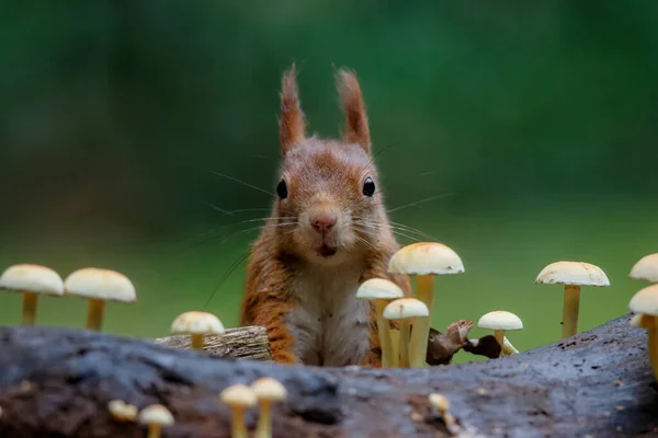 Avrasya kızıl sincabı (Sciurus vulgaris) sonbaharda Hollanda 'nın Sarhoşlar Ormanı' nda mantarlar arasında yiyecek arar..