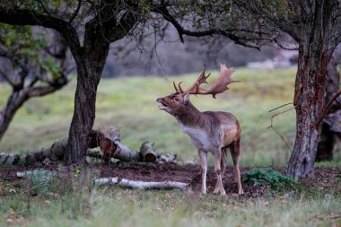 Hollanda 'nın Amsterdam yakınlarındaki kum tepelerinde çiftleşme mevsiminde Fallow geyiği (Dama dama).