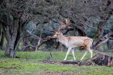 Hollanda 'nın Amsterdam yakınlarındaki kum tepelerinde çiftleşme mevsiminde Fallow geyiği (Dama dama).