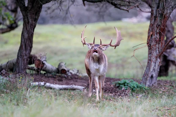 Veado Branco Dama Dama Época Rutting Floresta Nas Dunas Perto — Fotografia de Stock