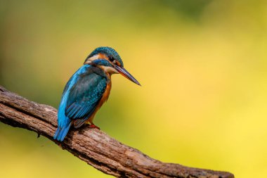 Avrupa 'da yaygın olarak görülen Kingfisher (Alcedo), Hollanda' daki bir ormanda bir havuzun üzerindeki bir dalda oturmaktadır.