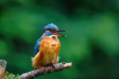 Common European Kingfisher (Alcedo atthis) sitting on a branch above a pool in the forest in the Netherlands clipart