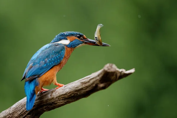 Pescador Común Europeo Alcedo Atthis Con Pez Pico Una Rama —  Fotos de Stock