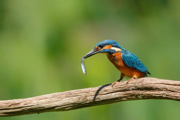 Közös Európai Királyhalász Alcedo Atthis Csőrében Hallal Egy Ágon Egy — Stock Fotó