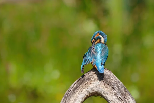 Kingfisher Europeu Comum Alcedo Atthis Sentado Ramo Acima Uma Piscina — Fotografia de Stock