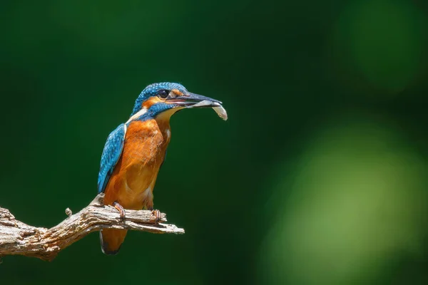 Közös Európai Királyhalász Alcedo Atthis Csőrében Hallal Egy Ágon Egy — Stock Fotó