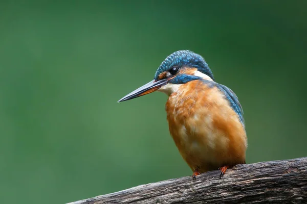 Közös Európai Kingfisher Alcedo Atthis Egy Ágon Felett Egy Medence — Stock Fotó