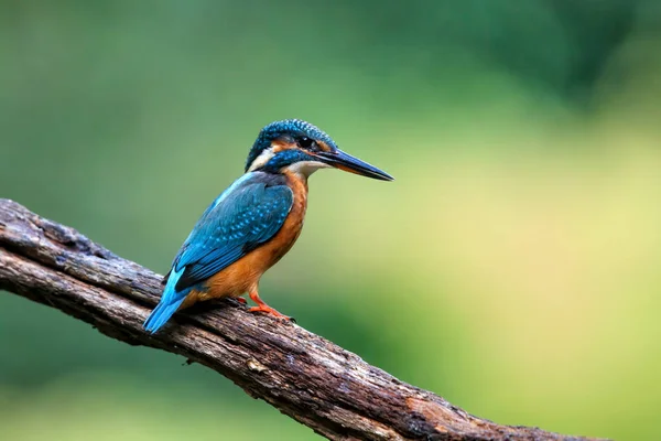 Közös Európai Kingfisher Alcedo Atthis Egy Ágon Felett Egy Medence — Stock Fotó