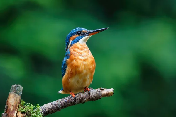 Közös Európai Kingfisher Alcedo Atthis Egy Ágon Felett Egy Medence — Stock Fotó
