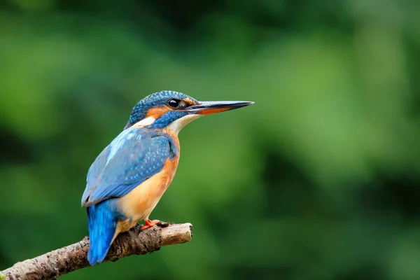 Pescador Común Europeo Alcedo Atthis Sentado Una Rama Sobre Estanque — Foto de Stock