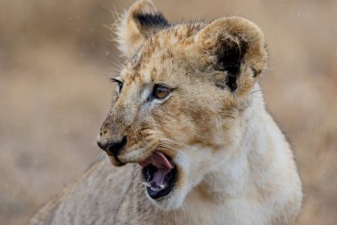 Güney Afrika 'daki Kruger Ulusal Parkı' ndaki ovaların kuru otlarının kahverengi arka planına sahip yağmurda bir Afrika aslanı portresi (Panthera leo).