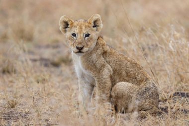 Afrika aslanı (Panthera leo) Güney Afrika 'daki Kruger Ulusal Parkı' ndaki ovaların kuru çimlerinde oturan yavru.