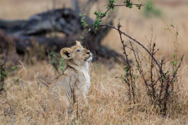 Afrika aslanı (Panthera leo) Güney Afrika 'daki Kruger Ulusal Parkı' ndaki ovaların kuru çimlerinde oturan yavru.