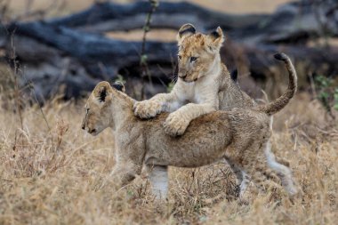 Afrika aslanı (Panthera leo) Güney Afrika 'daki Kruger Ulusal Parkı' ndaki ovaların kuru çimlerinde yağmur altında oynayan yavrular.