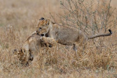 Afrika aslanı (Panthera leo) Güney Afrika 'daki Kruger Ulusal Parkı' ndaki ovaların kuru çimlerinde yağmur altında oynayan yavrular.