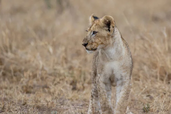 남아프리카 공화국 크루거 공원의 풀에서 아프리카 Panthera Leo — 스톡 사진