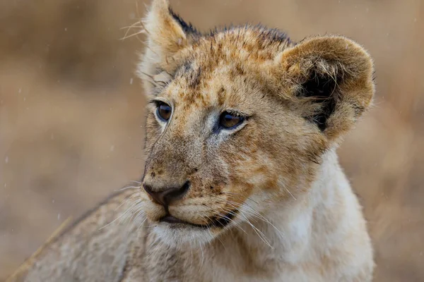 Портрет Африканского Льва Panthera Leo Детеныша Дождем Коричневом Фоне Сухой — стоковое фото