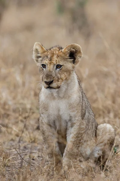 Lwiątko Afrykańskie Panthera Leo Siedzące Suchej Trawie Równin Parku Narodowym — Zdjęcie stockowe