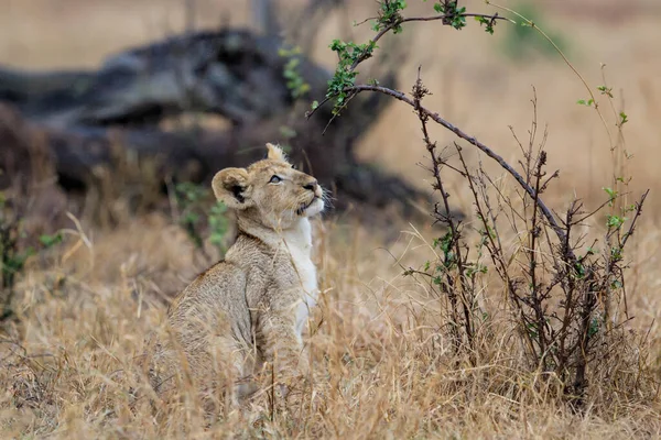 남아프리카 공화국 크루거 공원의 아프리카 Panthera Leo — 스톡 사진