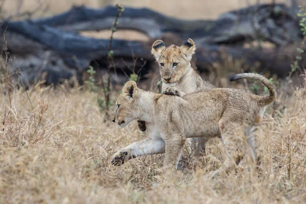 Afrikai Oroszlán Panthera Leo Kölykök Játszanak Esőben Síkság Száraz Füvében — Stock Fotó