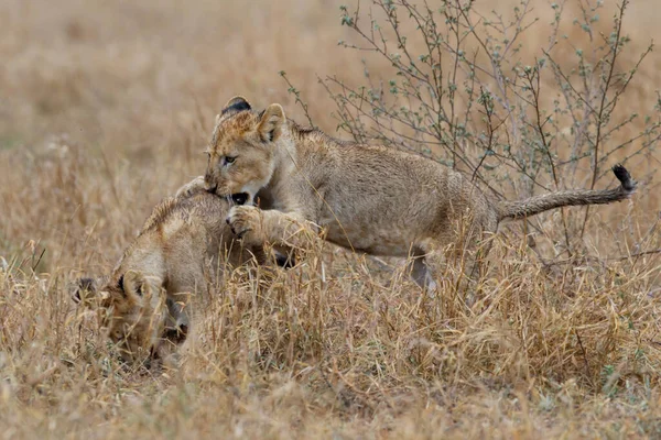 Afrikai Oroszlán Panthera Leo Kölykök Játszanak Esőben Síkság Száraz Füvében — Stock Fotó