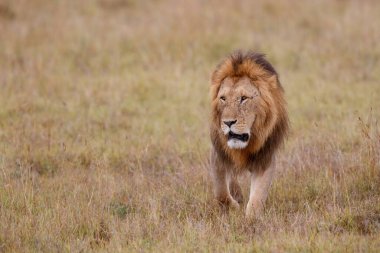 Kenya 'daki Masai Mara oyun parkında erkek aslan.