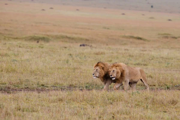 ブラザーフッド ケニアのMasai Mara Game Reserveの平野における雄ライオンの連合 — ストック写真