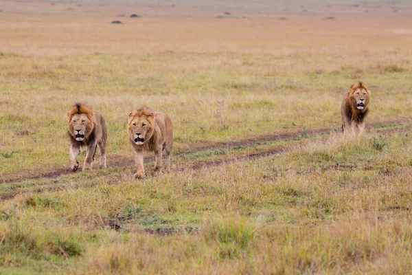 Hermandad Coalición Leones Machos Las Llanuras Reserva Caza Masai Mara — Foto de Stock