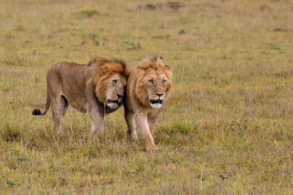 Hermandad Coalición Leones Machos Las Llanuras Reserva Caza Masai Mara —  Fotos de Stock