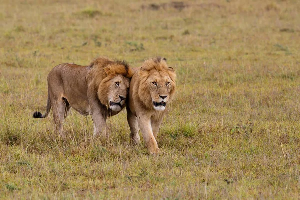 Fraternidade Coalizão Leões Macho Nas Planícies Reserva Masai Mara Quênia — Fotografia de Stock