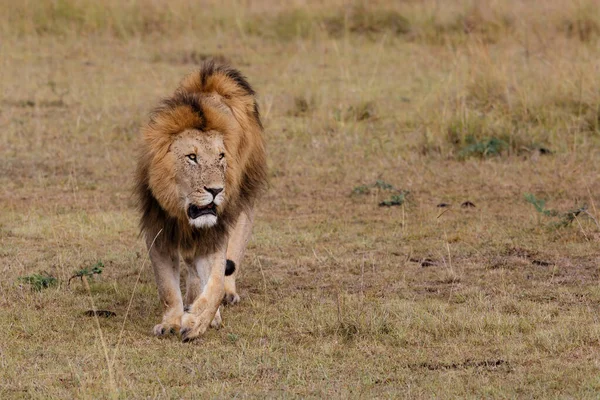 Hermandad Coalición Leones Machos Las Llanuras Reserva Caza Masai Mara — Foto de Stock